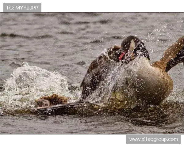 老外与老鹰空中接力送鱼,鱼:我是谁?
